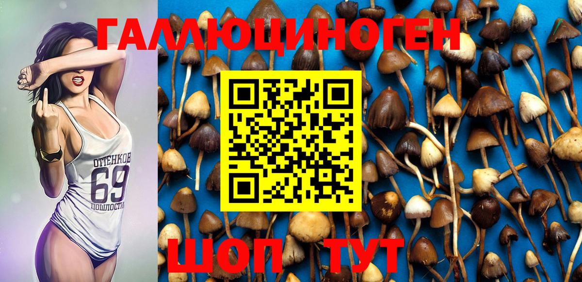 Псилоцибиновые грибы Psilocybe Ржев